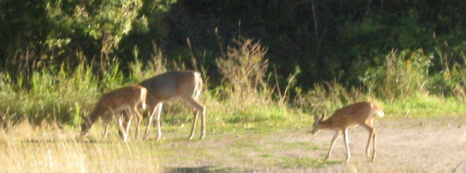 Rocky Mountain Adventure_ deer_c GSW IMG_1296
