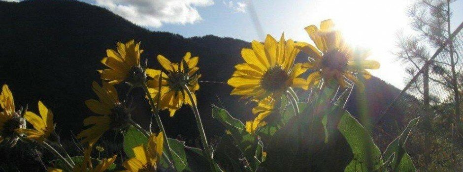 sunflower_balsamroot_mineralcounty_montana_c)gsw_gswrite_5.12_IMG_5569